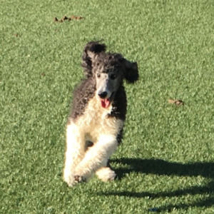 Meet your Posher, Paul